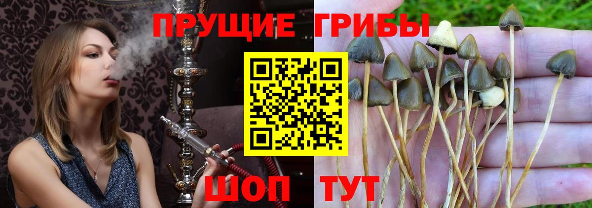 Новочеркасск  Псилоцибиновые грибы GOLDEN TEACHER  Вход с VPN 